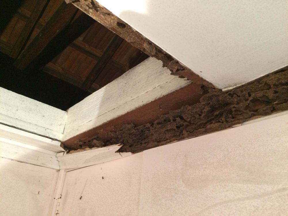 Termite-eaten ceiling timbers in a Tarragindi bathroom